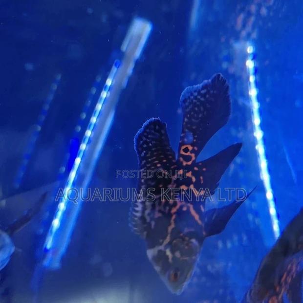 Veil Tail Oscars, Aquarium Fish - main view