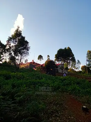 Karatina/Mathaithi Highway Plot
