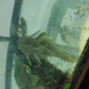 Suckermouth Cat Fish, Aquarium Fish - thumbnail 2