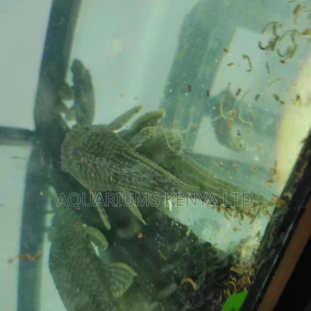 Suckermouth Cat Fish, Aquarium Fish - main view