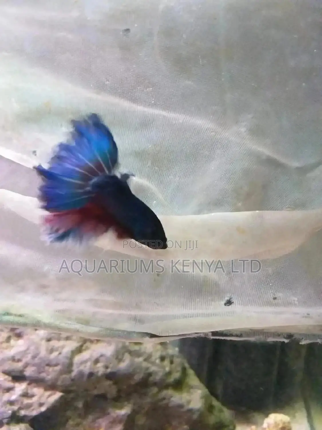 Betta Siamese Fish, Aquarium