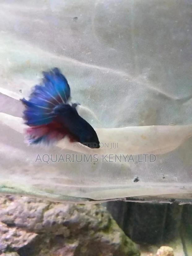 Betta Siamese Fish, Aquarium - main view