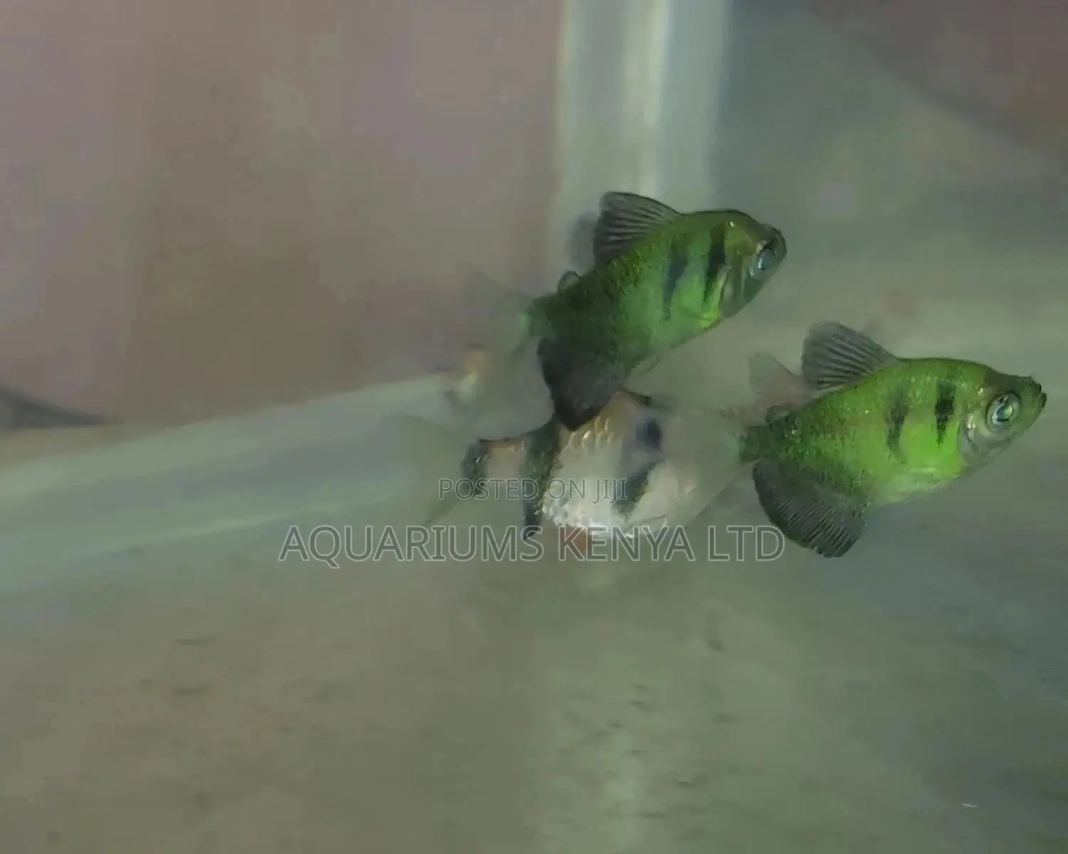 Fire Black Widow , Aquarium Fish
