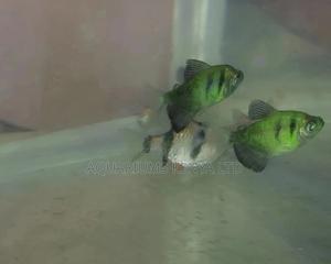 Fire Black Widow , Aquarium Fish - thumbnail 2