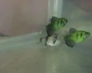 Fire Black Widow , Aquarium Fish