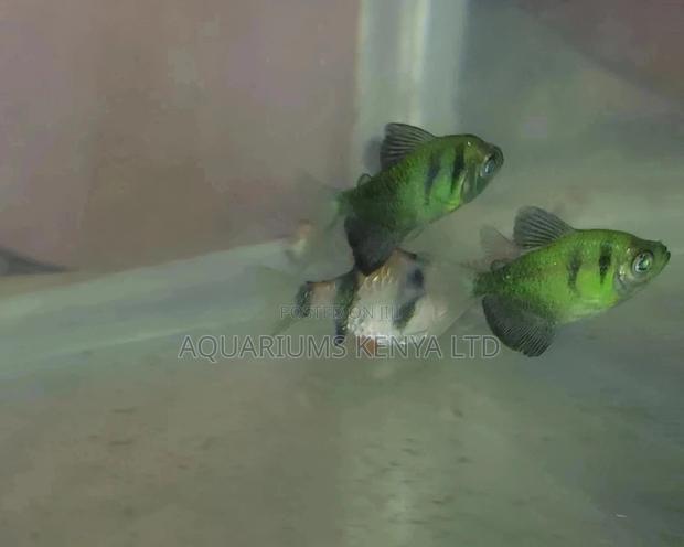 Fire Black Widow , Aquarium Fish - main view