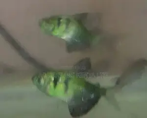 Luminous Green Tetra, Aquarium Fish