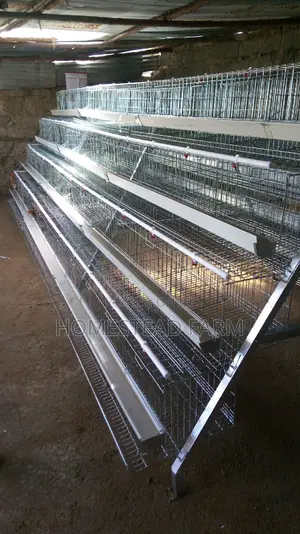 1000 Birds Layer Cages