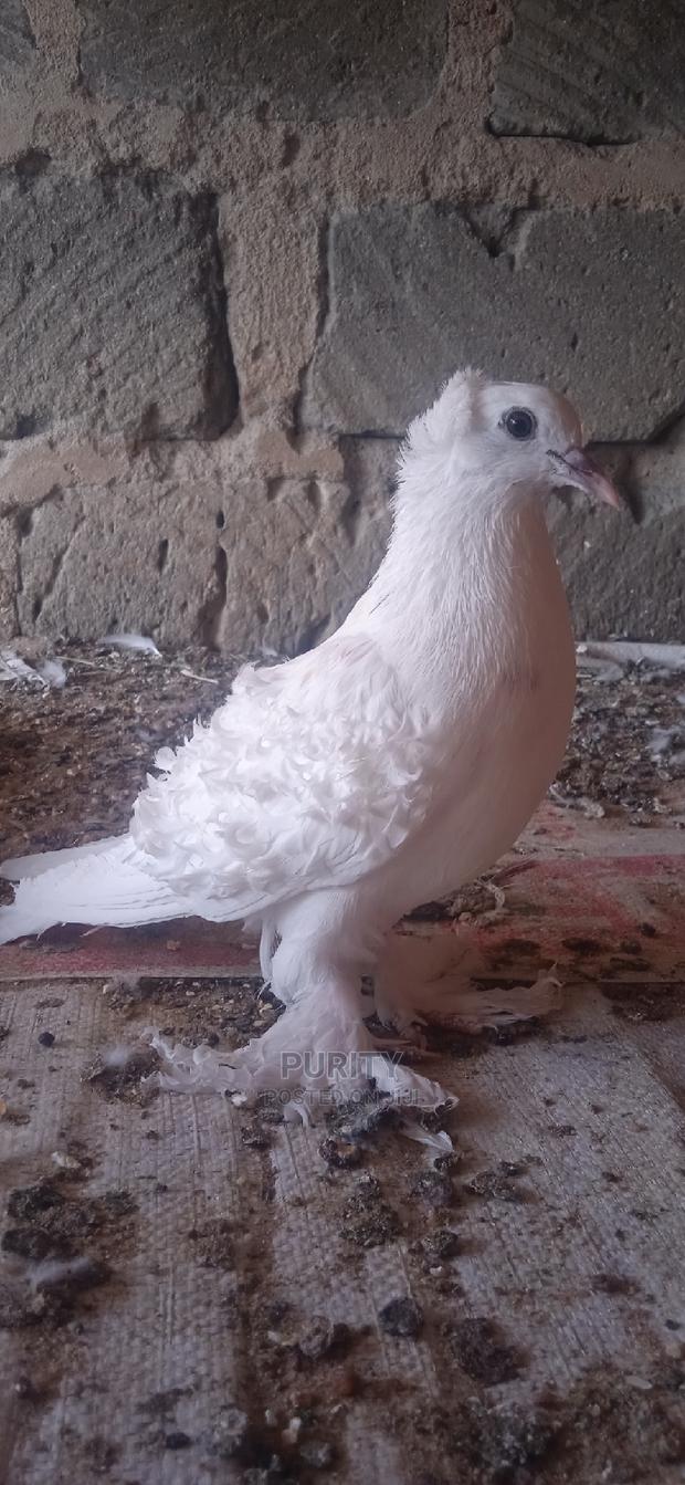 Frillback Pegions - thumbnail 4