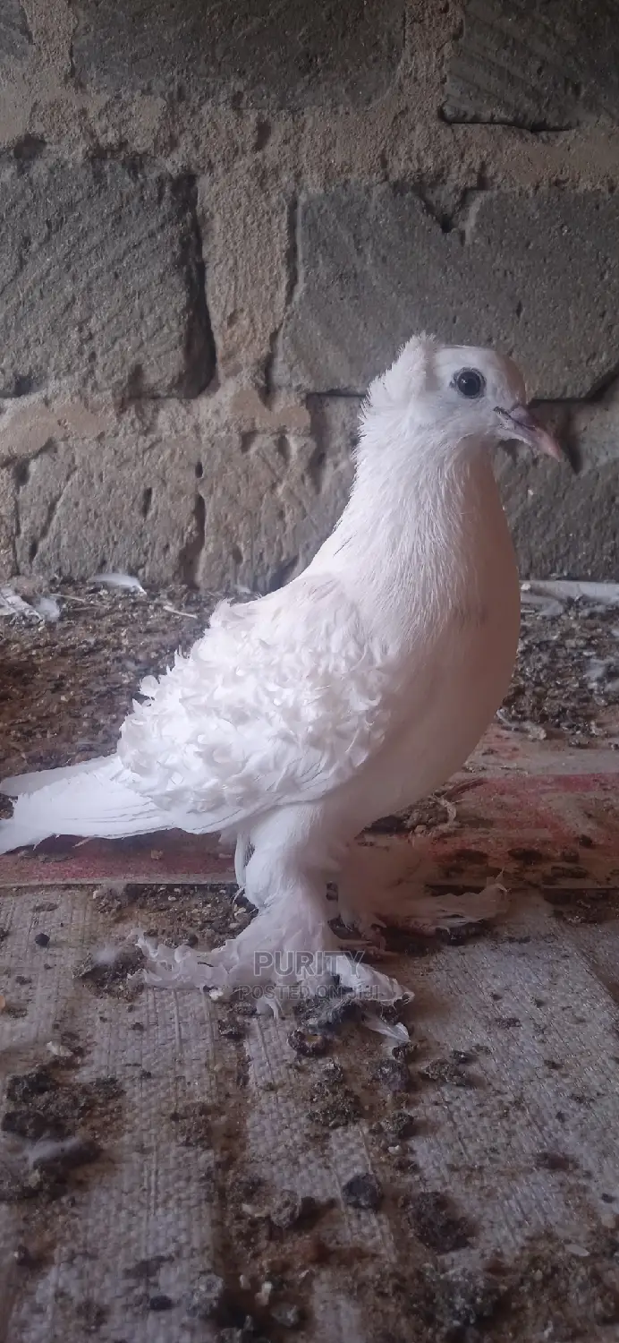 Frillback Pegions