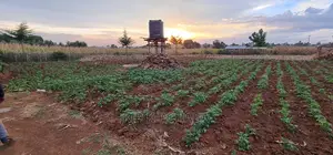 Prime Plots for Sale in Kapsoya Delicacy in Eldoret