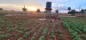 Prime Plots for Sale in Kapsoya Delicacy in Eldoret
