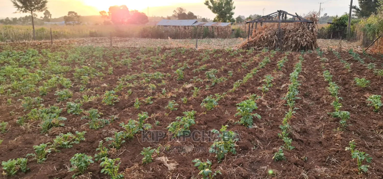 Prime Plots for Sale in Kapsoya Delicacy in Eldoret