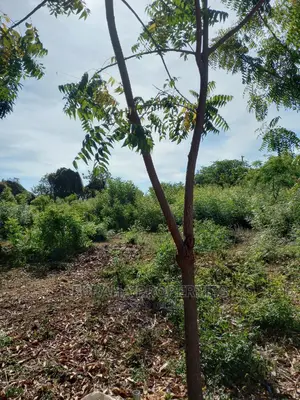 For Sale Quater Acre Land Kikambala.