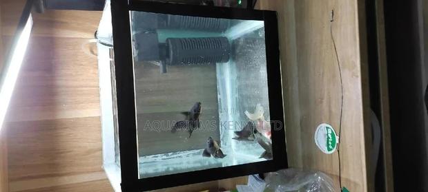 Custom Made Aquarium, Aquarium Supply - main view