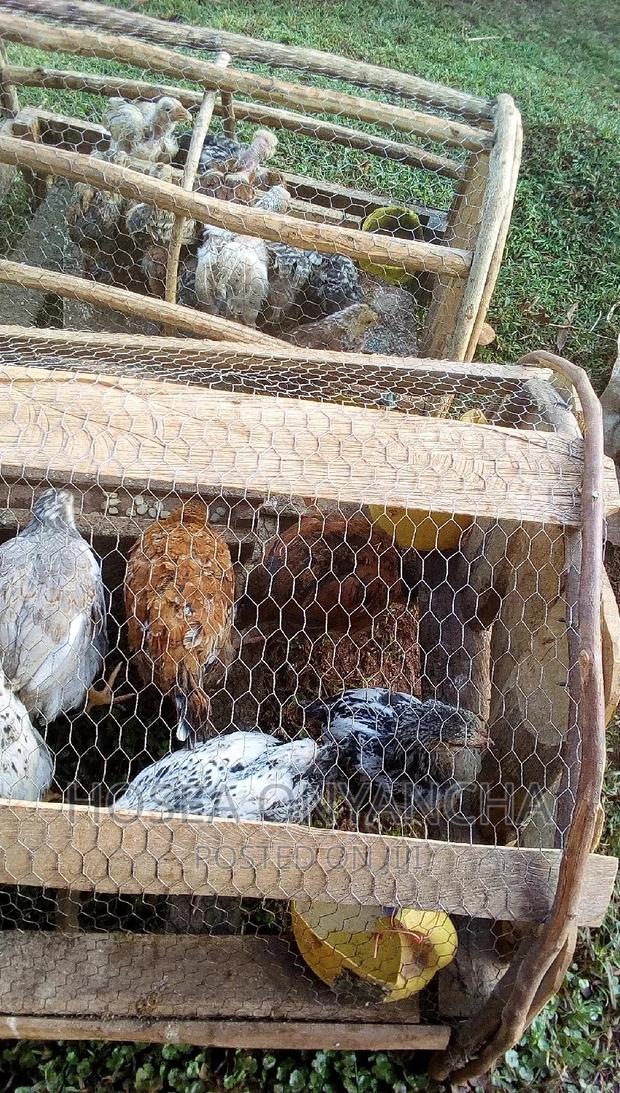 Kuku Kienyeji - thumbnail 5