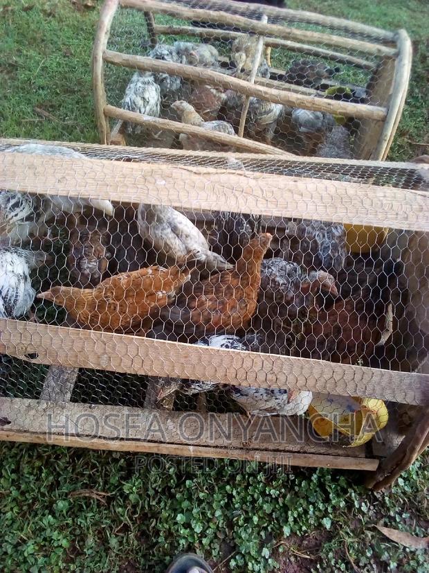 Kuku Kienyeji - thumbnail 4