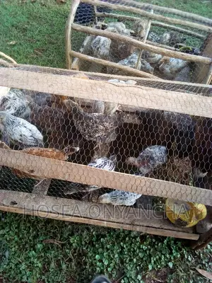 Kuku Kienyeji