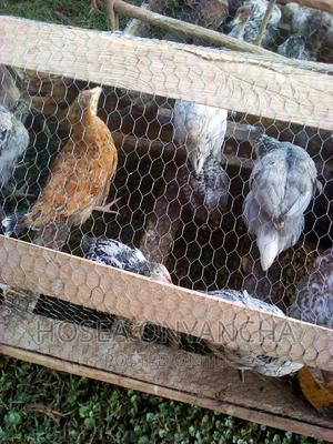 Kuku Kienyeji - thumbnail 2