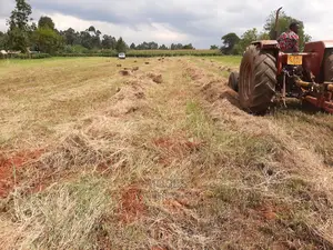 Pure Boma Rhodes Pasture Seeds for Sale