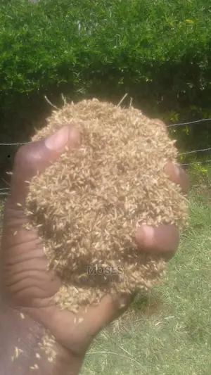 Pure Boma Rhodes Pasture Seeds for Sale