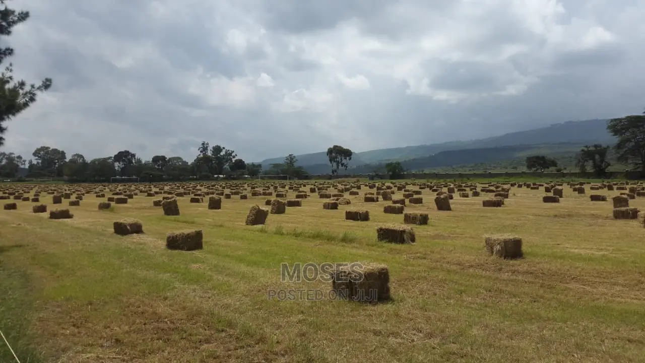 Pure Boma Rhodes Pasture Seeds for Sale