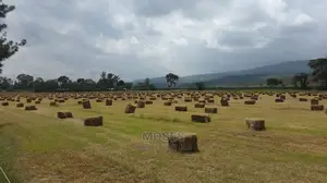 Pure Boma Rhodes Pasture Seeds for Sale