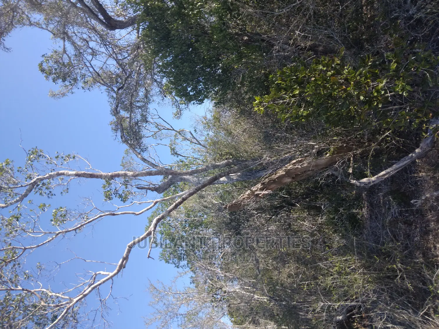 Another 1000 Acres in Chakama Touching the River Sabaki in Sabaki