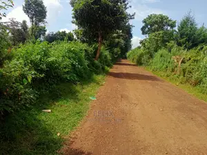 Karatina/Jambo Half Acre