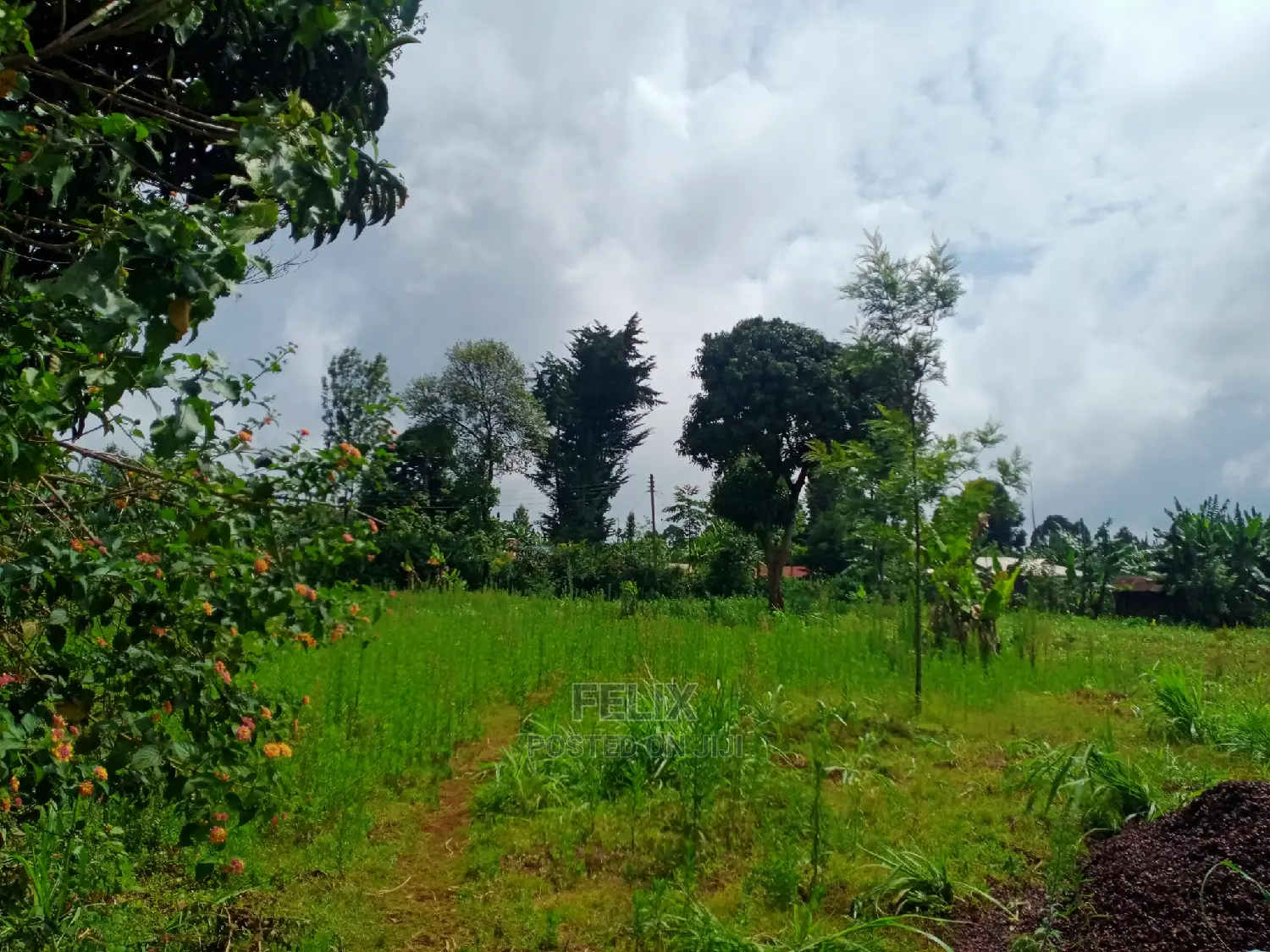 Karatina/Jambo Half Acre