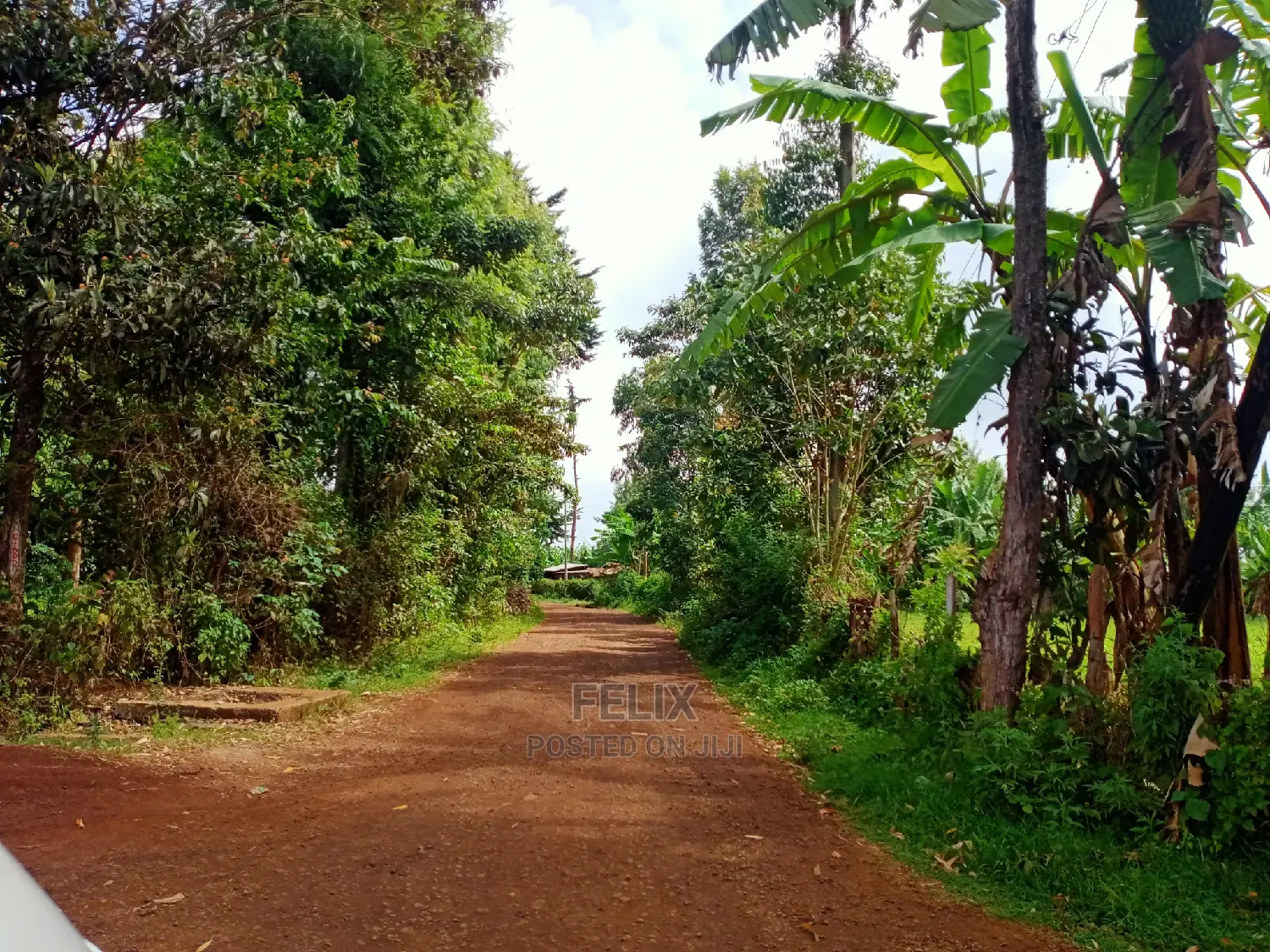 Karatina/Jambo Half Acre