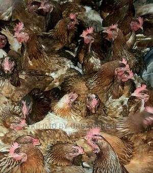 Mature Commercial Layers ( Kenchic ) MOQ 50. - thumbnail 2