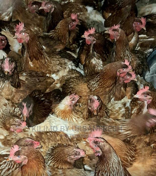 Mature Commercial Layers ( Kenchic ) MOQ 50. - main view