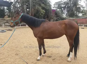 Horses Available