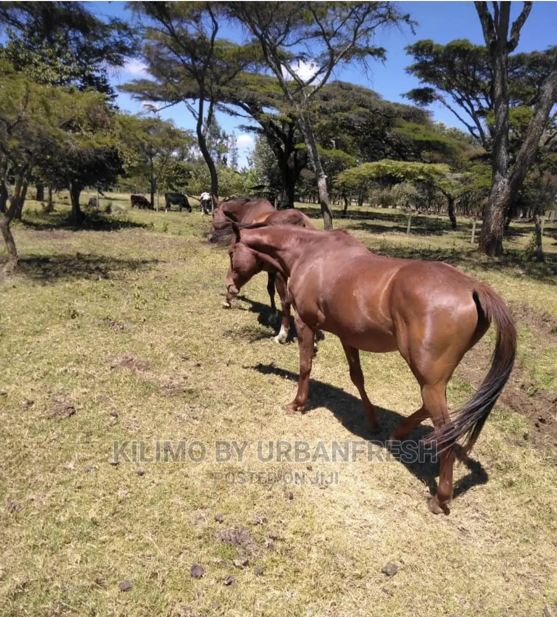 Horses Available