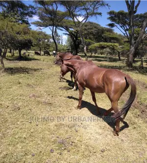 Horses Available