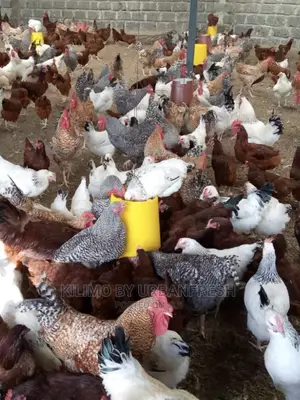 Moq 100: White Sussex / Plymouth Rock / Rhode Island Chicks