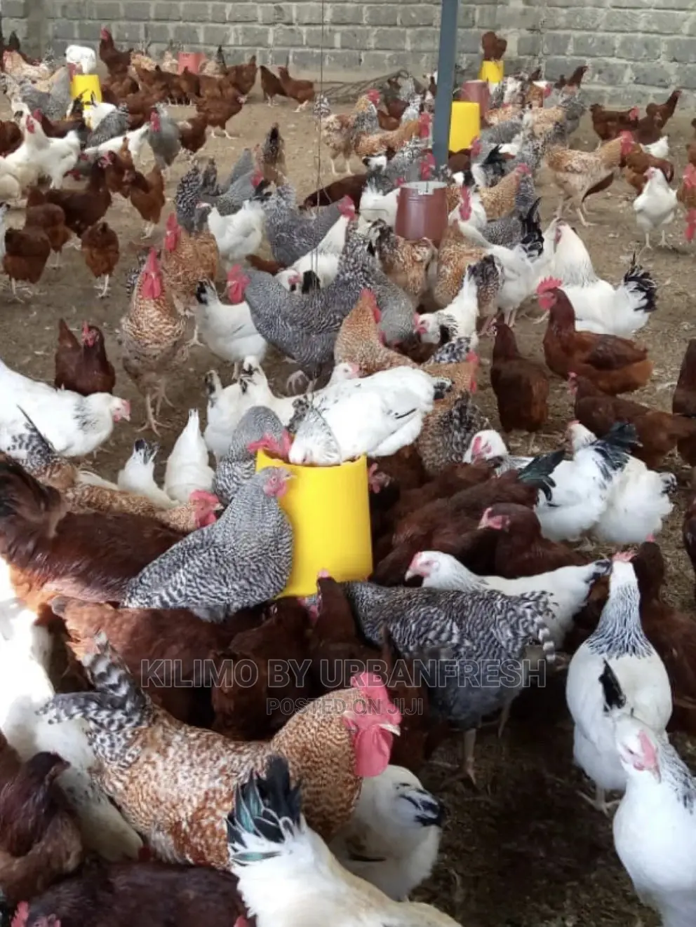 Moq 100: White Sussex / Plymouth Rock / Rhode Island Chicks