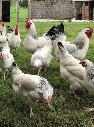 Moq 100: White Sussex / Plymouth Rock / Rhode Island Chicks