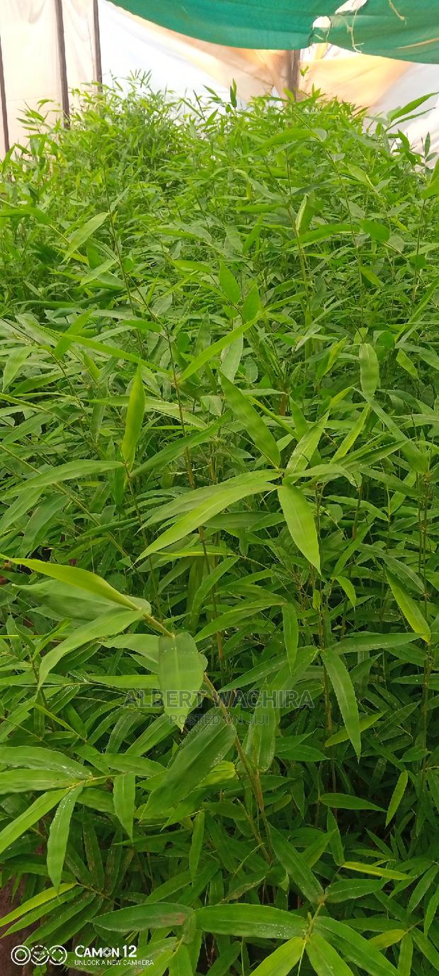 Bamboo for Climate Change and Livelihoods Improvement . - thumbnail 3