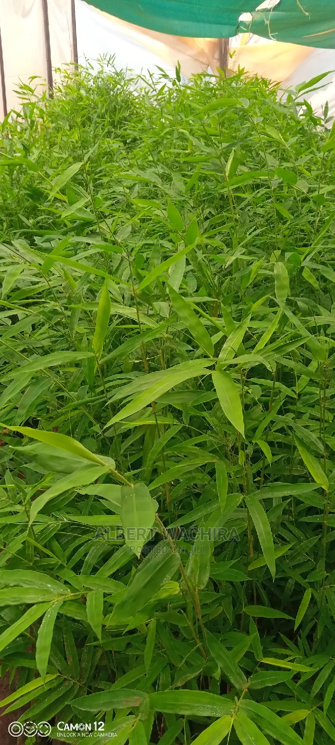 Bamboo for Climate Change and Livelihoods Improvement .