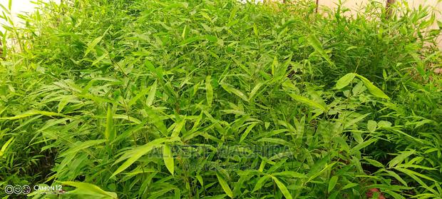 Bamboo for Climate Change and Livelihoods Improvement . - thumbnail 4