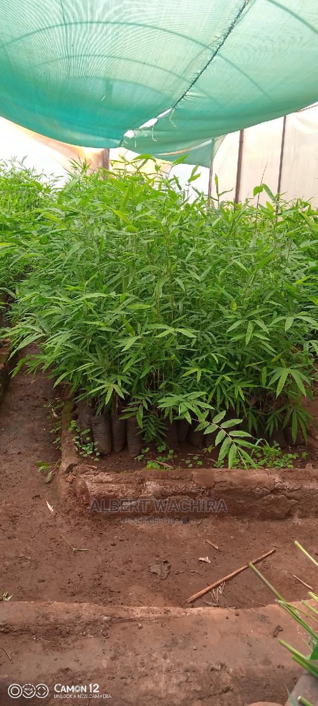 Bamboo for Climate Change and Livelihoods Improvement . - main view