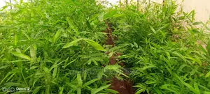 Bamboo for Climate Change and Livelihoods Improvement .