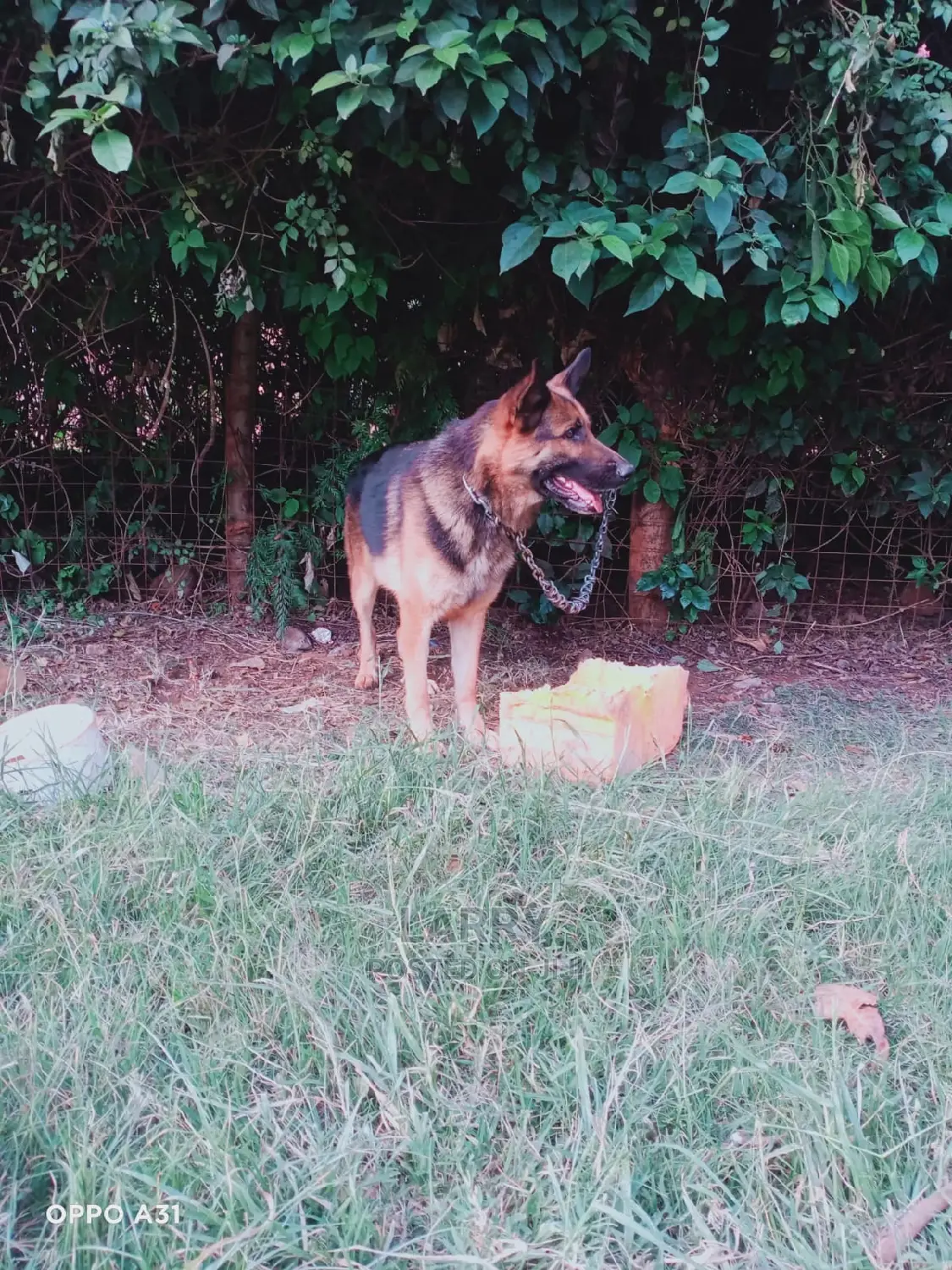 1+ Year Male Purebred German Shepherd