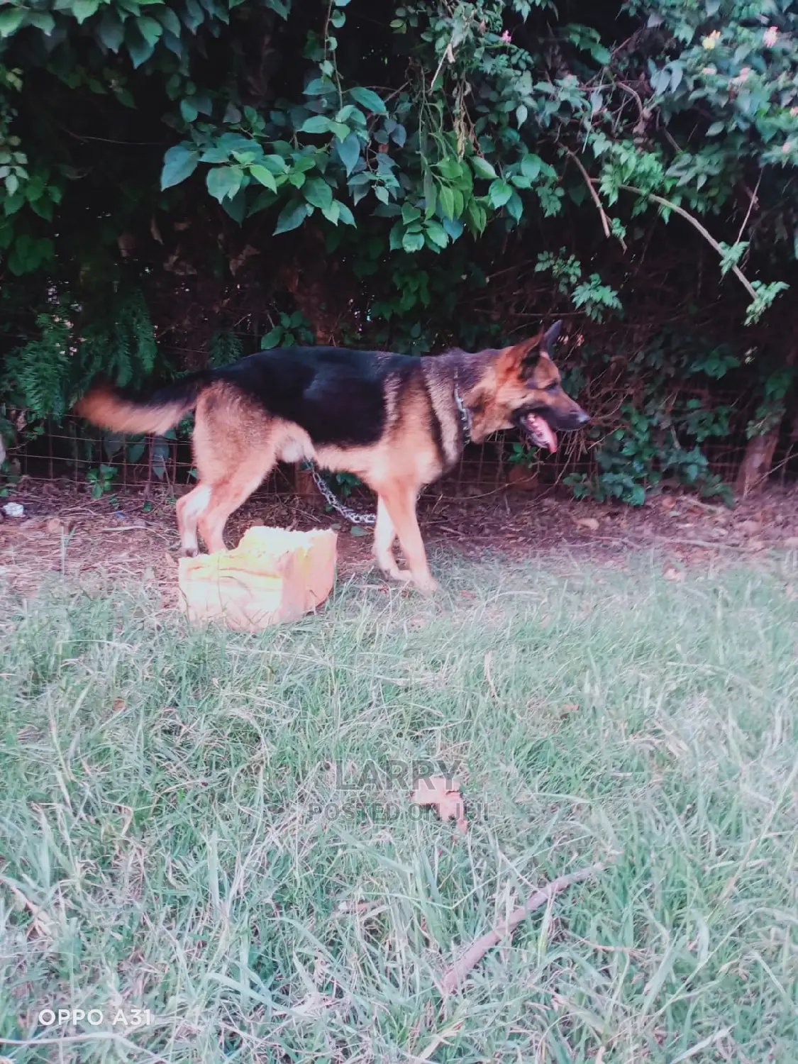 1+ Year Male Purebred German Shepherd