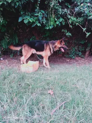 1+ Year Male Purebred German Shepherd