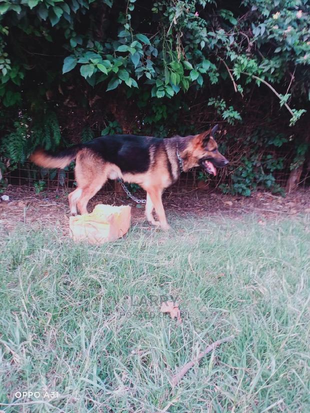 1+ Year Male Purebred German Shepherd - thumbnail 3