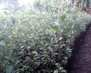 Grafted Wambugu Apples Seedlings - thumbnail 2