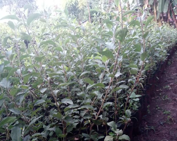 Grafted Wambugu Apples Seedlings - main view